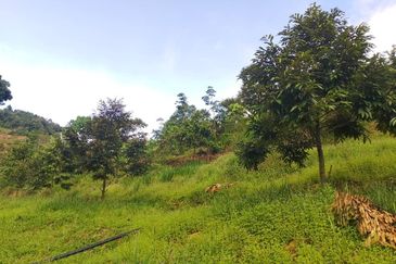 9 Acre!! Raub Cheroh Durian Orchard Musang King Black Thorn