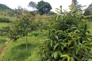 9 Acre!! Raub Cheroh Durian Orchard Musang King Black Thorn