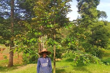 9 Acre!! Raub Cheroh Durian Orchard Musang King Black Thorn