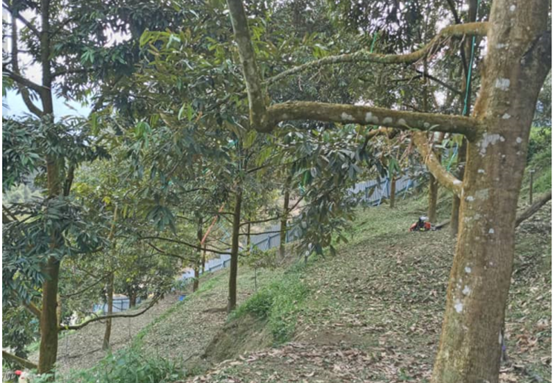 Musang King Durian Land for Sale