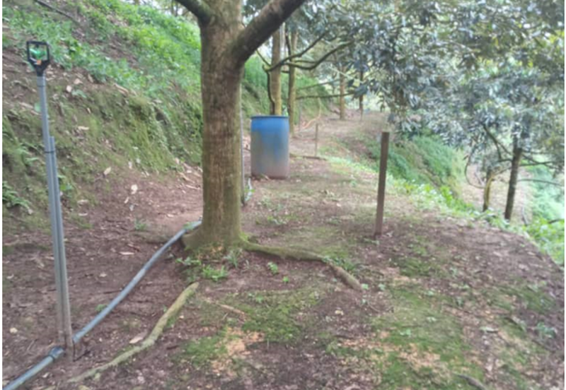 Musang King Durian Land for Sale