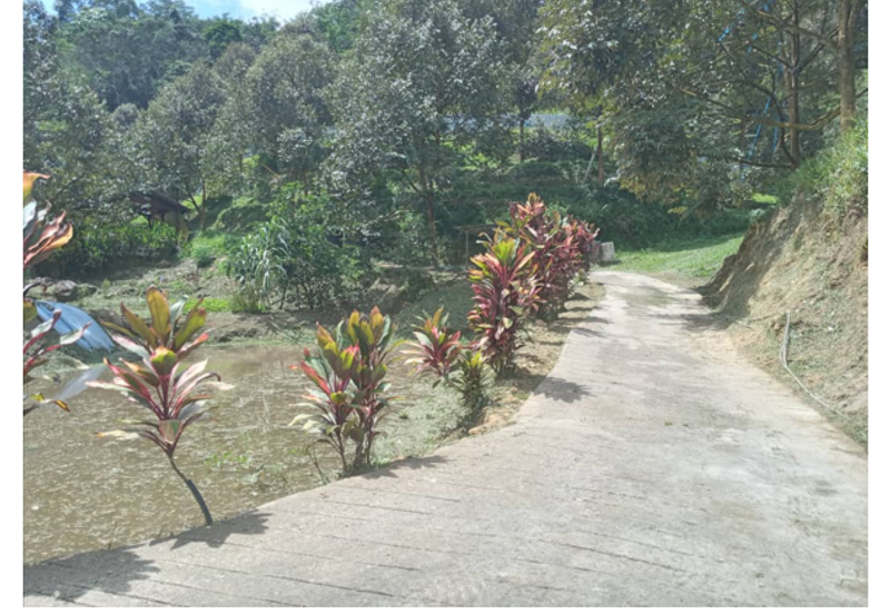 Musang King Durian Land for Sale