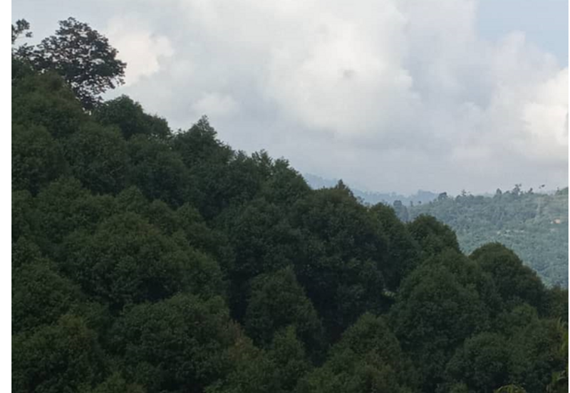 Musang King Durian Land for Sale