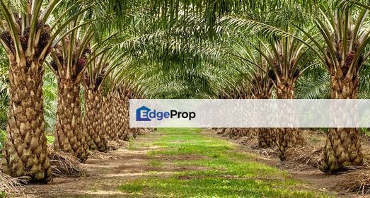 Agriculture Land For Sale @ Rembau, Seremban, Negeri Sembilan, Negeri Sembilan, Seremban