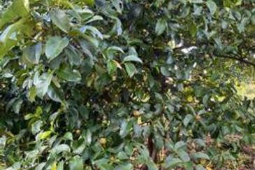 Bandar Sunway Semenyih