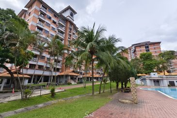 Evergreen Park Cypress