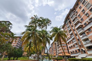 Evergreen Park Cypress