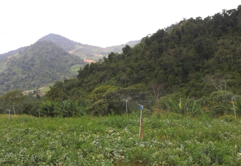 RESIDENTIAL HILLS BUNGALOW LAND FOR SALES-BENTONG