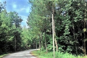 RESIDENTIAL HILLS BUNGALOW LAND FOR SALES-BENTONG