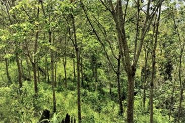 JALAN GUA MUSANG-PULAI