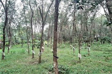 JALAN GUA MUSANG-PULAI