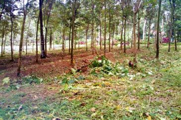 JALAN GUA MUSANG-PULAI