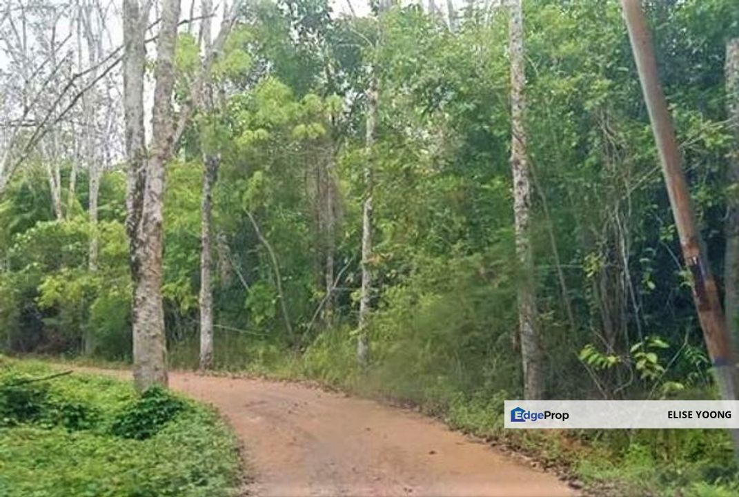 Gua Musang Rubber Est Land-Kg Pulai For Sales!, Kelantan, Gua Musang