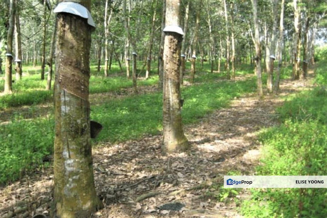 Gua Musang Rubber Est Land-Kg Pulai For Sales!, Kelantan, Gua Musang