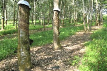 JALAN GUA MUSANG-PULAI