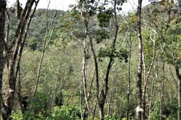 JALAN GUA MUSANG-PULAI