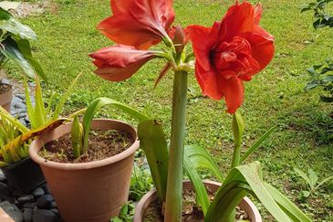 BANDAR BARU TANAH RATA