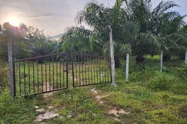 Gua Musang Agricultural Land For Sales -Kelantan