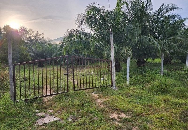 Gua Musang Agricultural Land For Sales -Kelantan