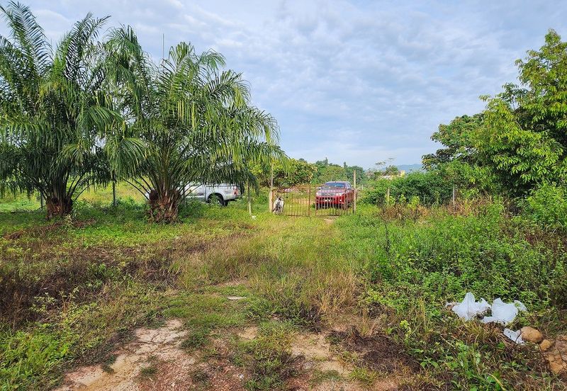 Gua Musang Agricultural Land For Sales -Kelantan