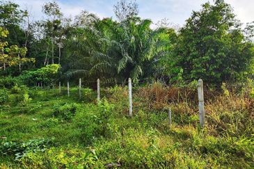 Gua Musang Agricultural Land For Sales -Kelantan
