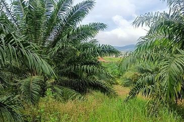 Gua Musang Agricultural Land For Sales -Kelantan