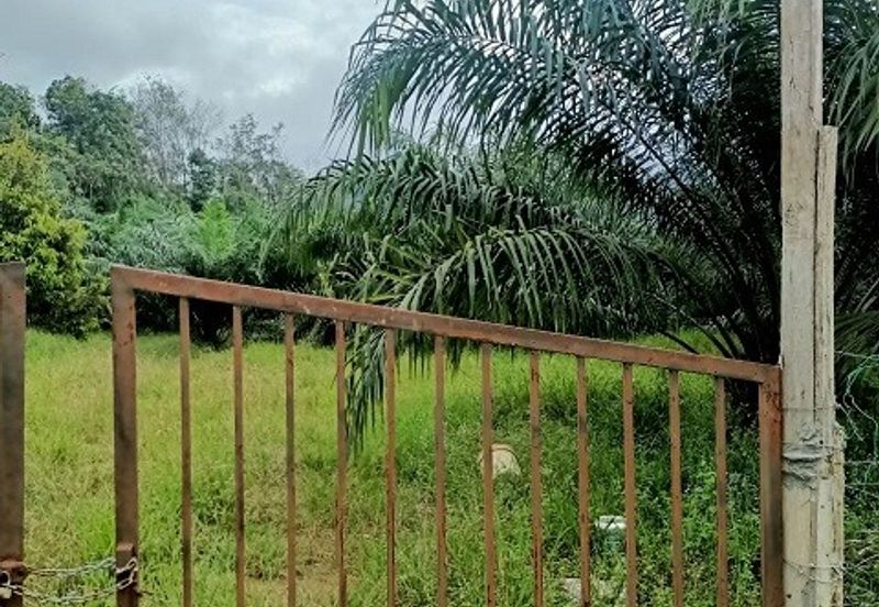 Gua Musang Agricultural Land For Sales -Kelantan