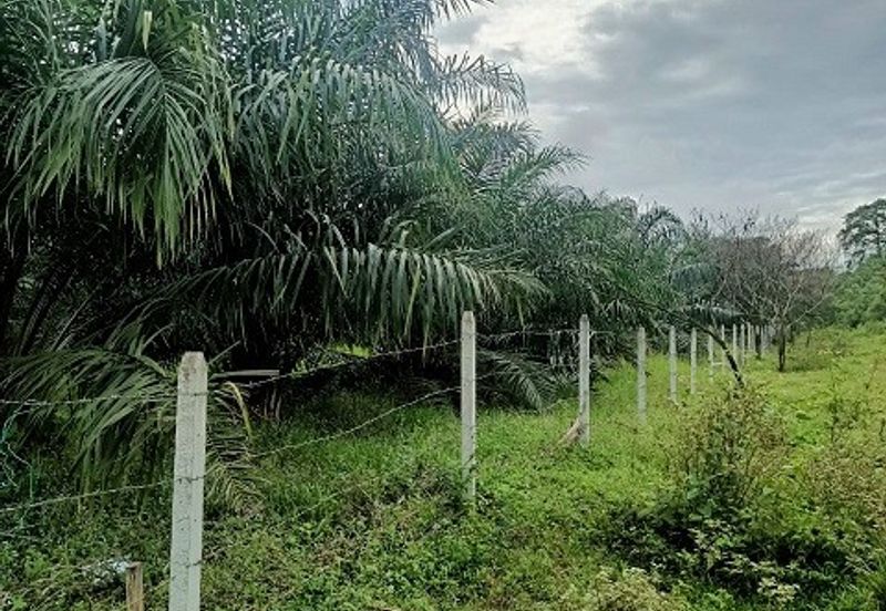 Gua Musang Agricultural Land For Sales -Kelantan