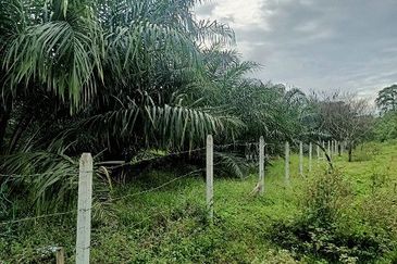 Gua Musang Agricultural Land For Sales -Kelantan