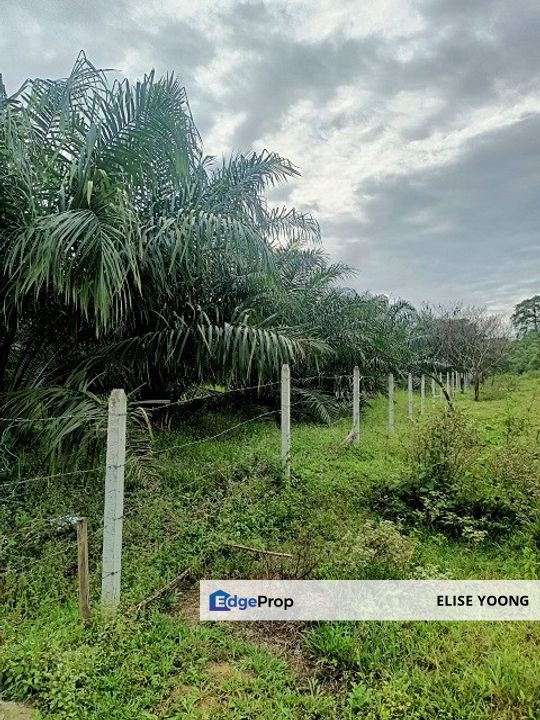 Gua Musang Agricultural Land For Sales -Kelantan, Pahang, Kuantan