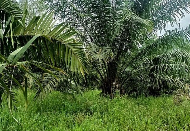 Gua Musang Agricultural Land For Sales -Kelantan