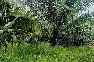 Gua Musang Agricultural Land For Sales -Kelantan