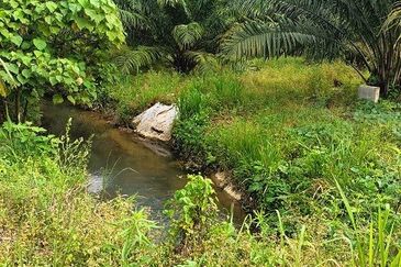 Gua Musang Agricultural Land For Sales -Kelantan