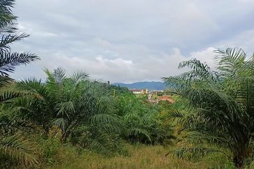 Gua Musang Agricultural Land For Sales -Kelantan