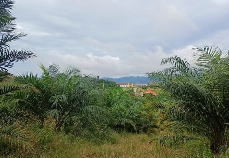 Gua Musang Agricultural Land For Sales -Kelantan