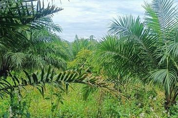 Gua Musang Agricultural Land For Sales -Kelantan