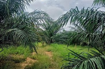 Gua Musang Agricultural Land For Sales -Kelantan
