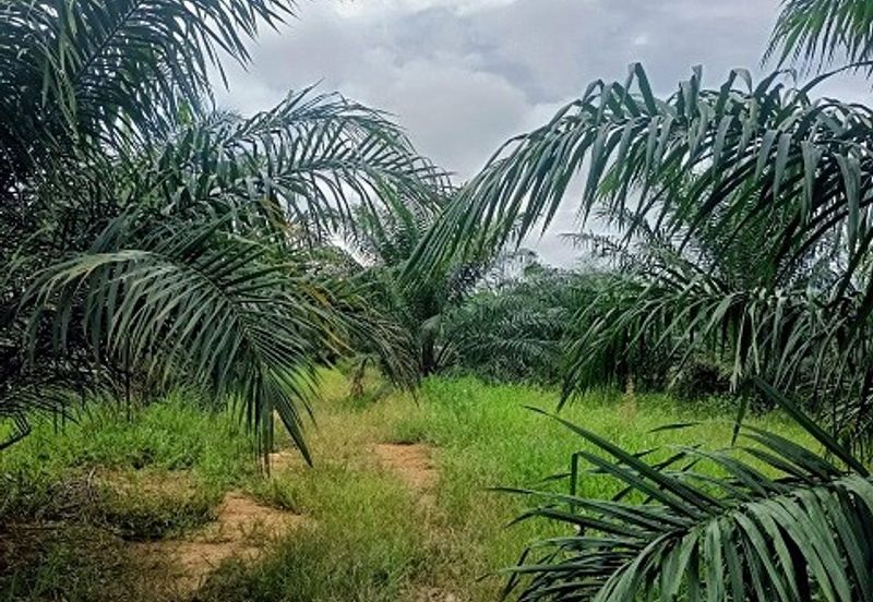 Gua Musang Agricultural Land For Sales -Kelantan