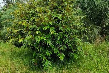 Gua Musang Agricultural Land For Sales -Kelantan