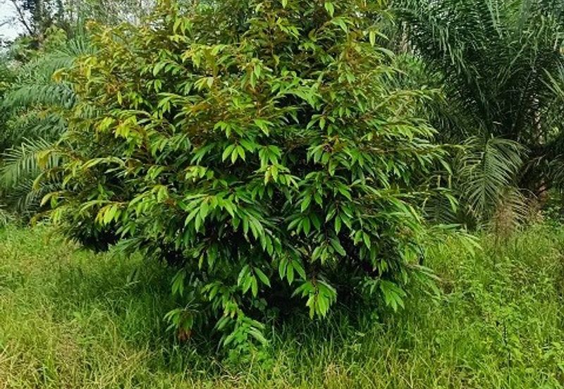 Gua Musang Agricultural Land For Sales -Kelantan