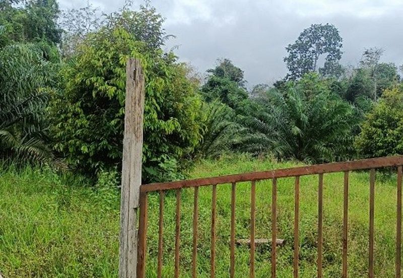 Gua Musang Agricultural Land For Sales -Kelantan