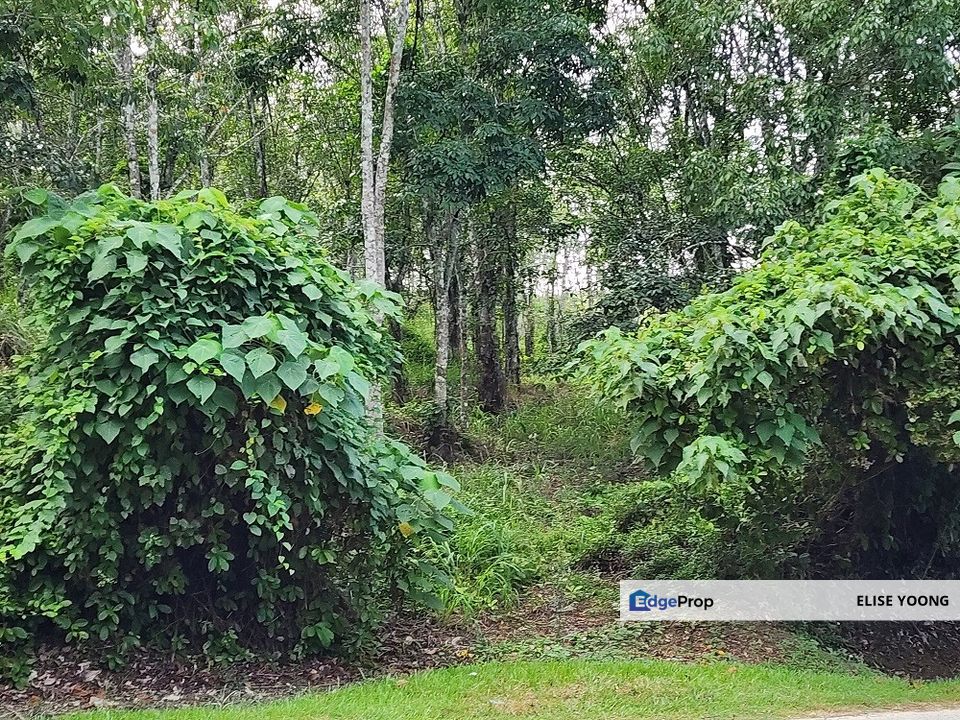 Gua Musang Agricultural Freehold Land, 7acres-Kg Pulai  , Kelantan, Gua Musang