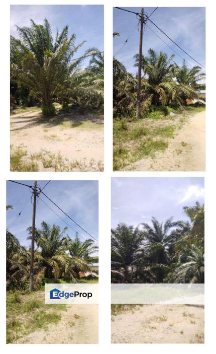 STRATEGIC LOCATION 230 Acres Agricultural Land Trong, Larut, Perak, Perak, Larut