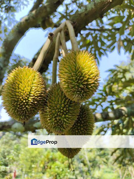 SPACIOUS 31.32 Acres Agricultural Land Pulau Betong Balik Pulau Penang, Penang, Balik Pulau