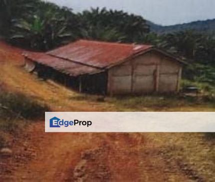 Kuala Kerai, Kelatan 180 Acres Agricultural Land For Sale SPACIOUS, Kelantan, Kuala Kerai 