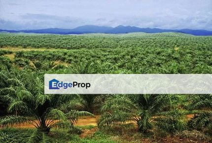 Gua Musang, Kelantan 1,291 Acres Agricultural Land For Sale SPACIOUS, Kelantan, Gua Musang