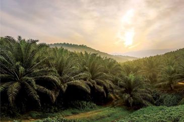 Gua Musang, Kelantan 1,291 Acres Agricultural Land For Sale SPACIOUS