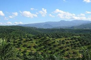 Gua Musang, Kelantan 1,291 Acres Agricultural Land For Sale SPACIOUS