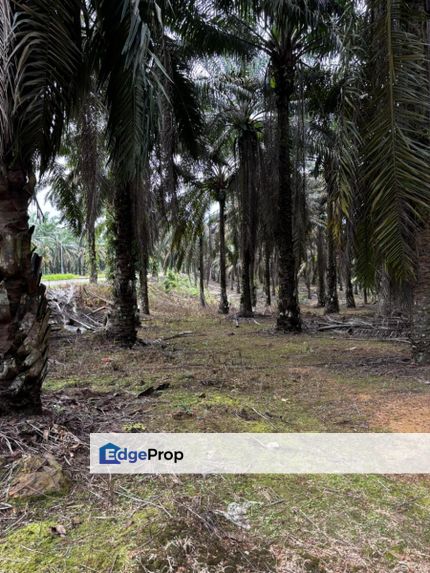 Taman University, Skudai, Johor 8.50 Acres Residential Land For Sale SPACIOUS, Johor, Skudai
