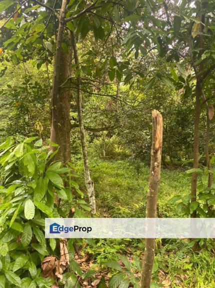 Bandar Seri Alam, Flora Heights, Masai Johor 9.65 Acres Residential Land For Sale SPACIOUS, Johor, Masai